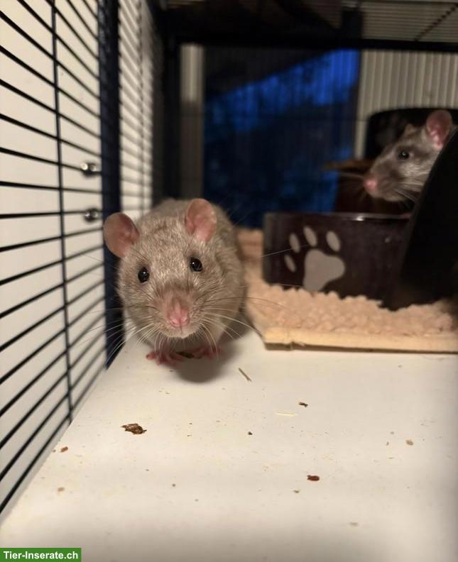 Bild 2: 3 süsse Ratten Männchen suchen Zuhause