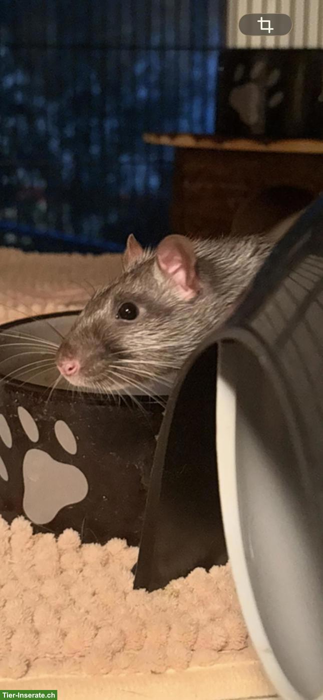 Bild 3: 3 süsse Ratten Männchen suchen Zuhause