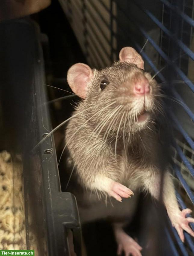 Bild 4: 3 süsse Ratten Männchen suchen Zuhause