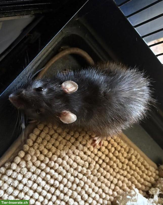 Bild 5: 3 süsse Ratten Männchen suchen Zuhause
