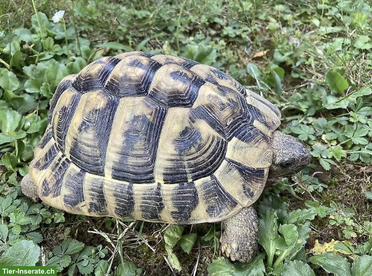 2 Griechische Landschildkröten Männchen aus Aussenhaltung