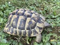 2 Griechische Landschildkröten Männchen aus Aussenhaltung