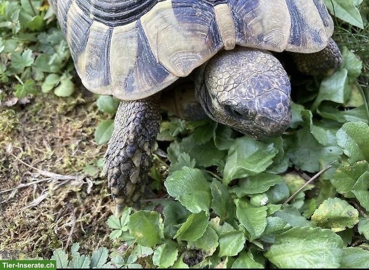 Bild 2: 2 Griechische Landschildkröten Männchen aus Aussenhaltung