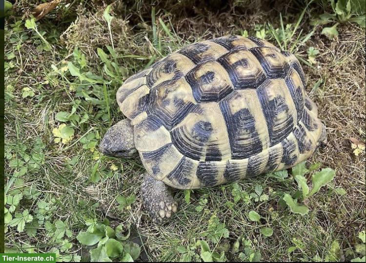 Bild 3: 2 Griechische Landschildkröten Männchen aus Aussenhaltung