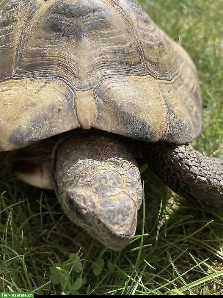 Bild 4: 2 Griechische Landschildkröten Männchen aus Aussenhaltung