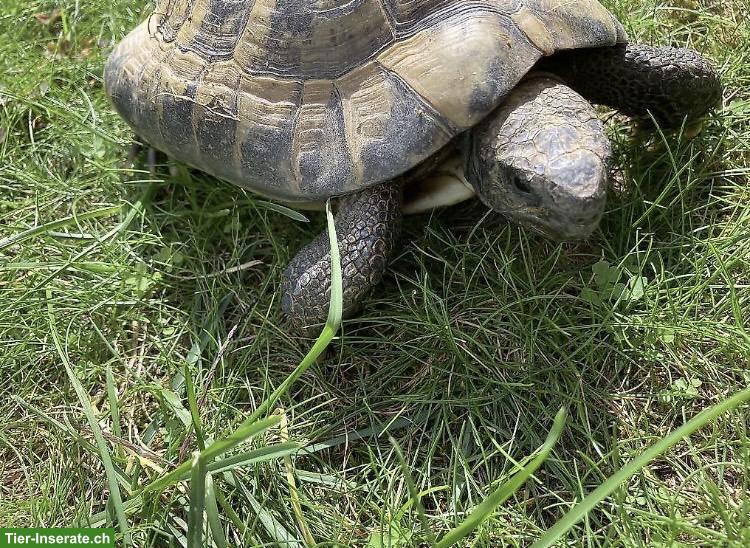 Bild 5: 2 Griechische Landschildkröten Männchen aus Aussenhaltung