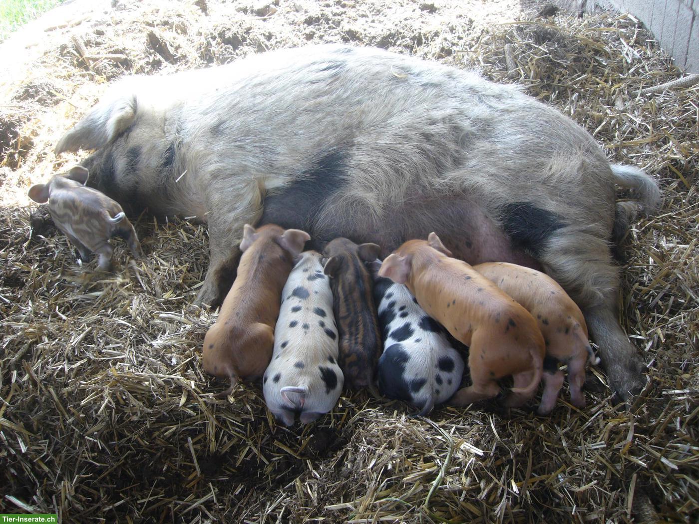 Duroc x Turopolje x Wollschwein Ferkel zu verkaufen
