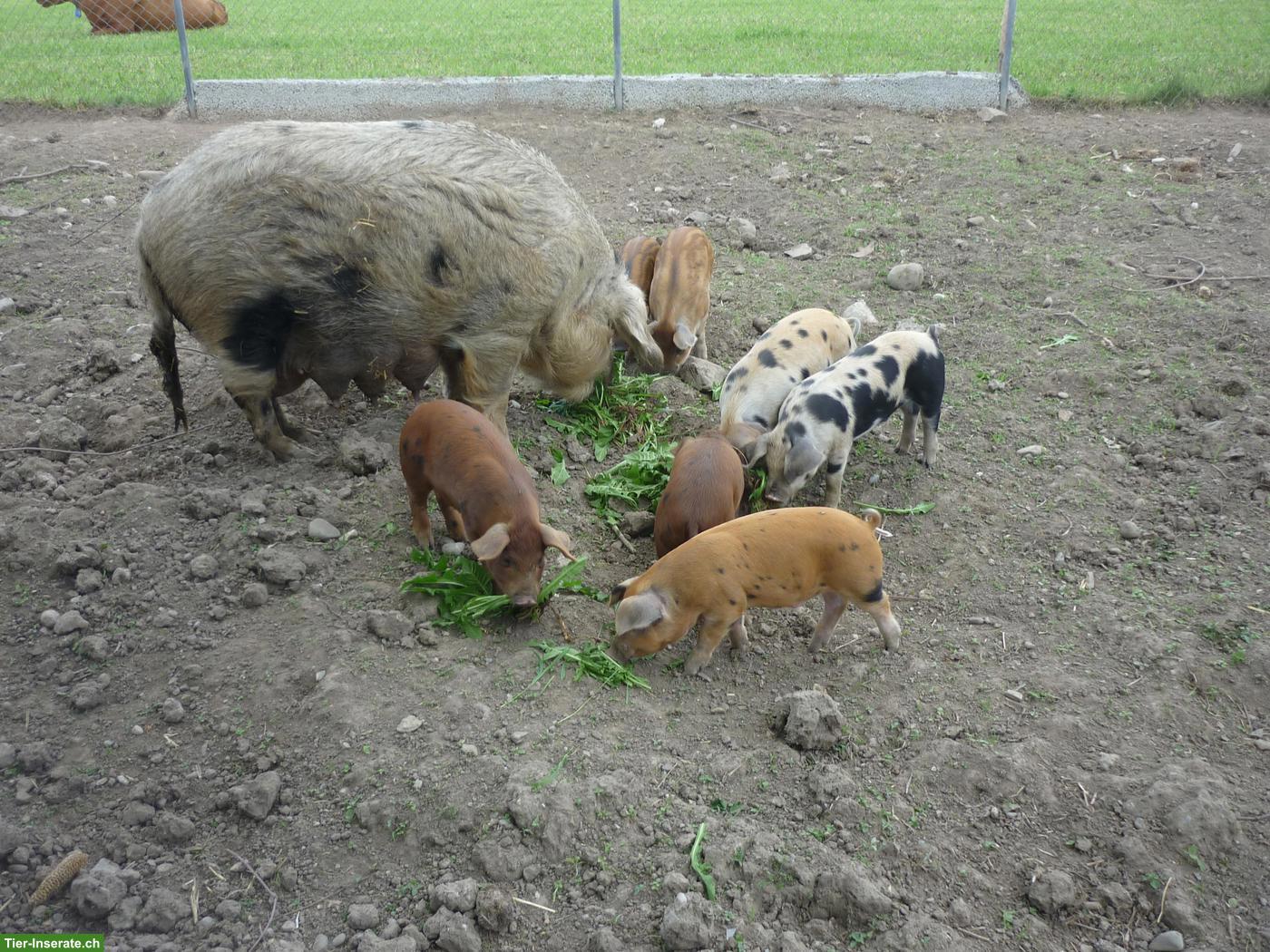 Bild 2: Duroc x Turopolje x Wollschwein Ferkel zu verkaufen