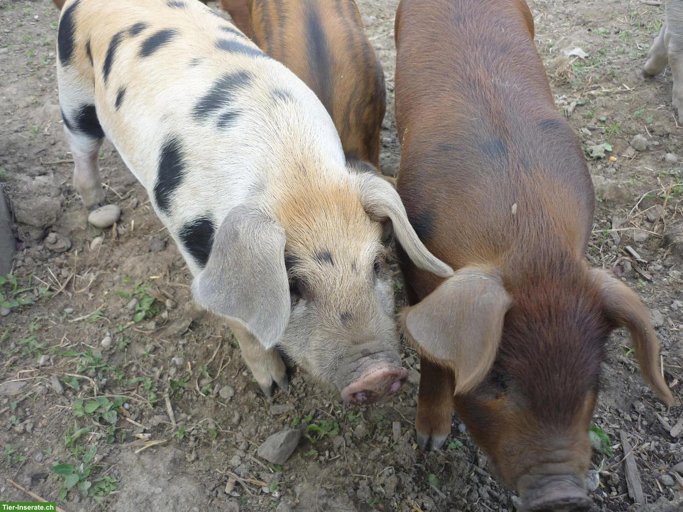 Bild 3: Duroc x Turopolje x Wollschwein Ferkel zu verkaufen