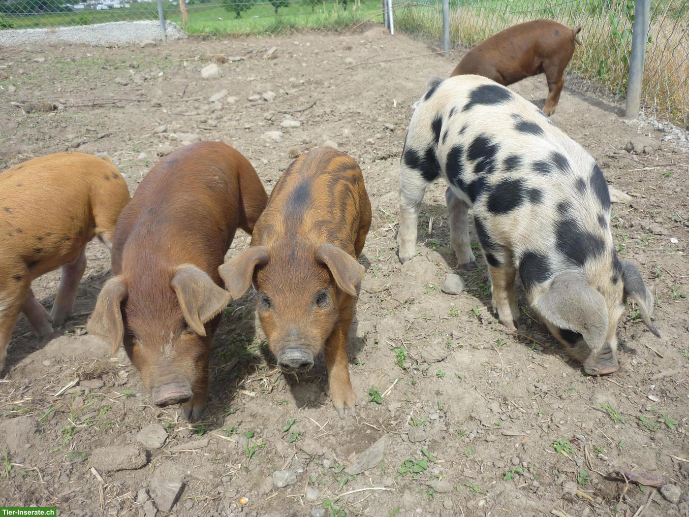 Bild 4: Duroc x Turopolje x Wollschwein Ferkel zu verkaufen