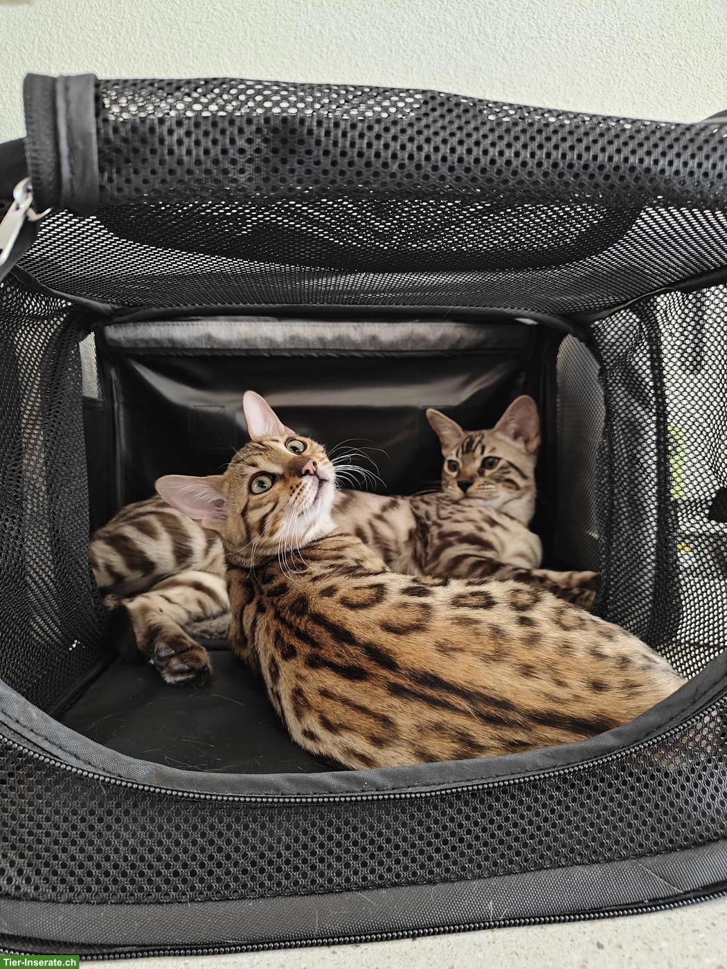 2 reinrassige Bengal Katzen suchen gemeinsam neues Zuhause