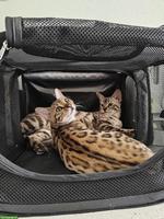 2 reinrassige Bengal Katzen suchen gemeinsam neues Zuhause