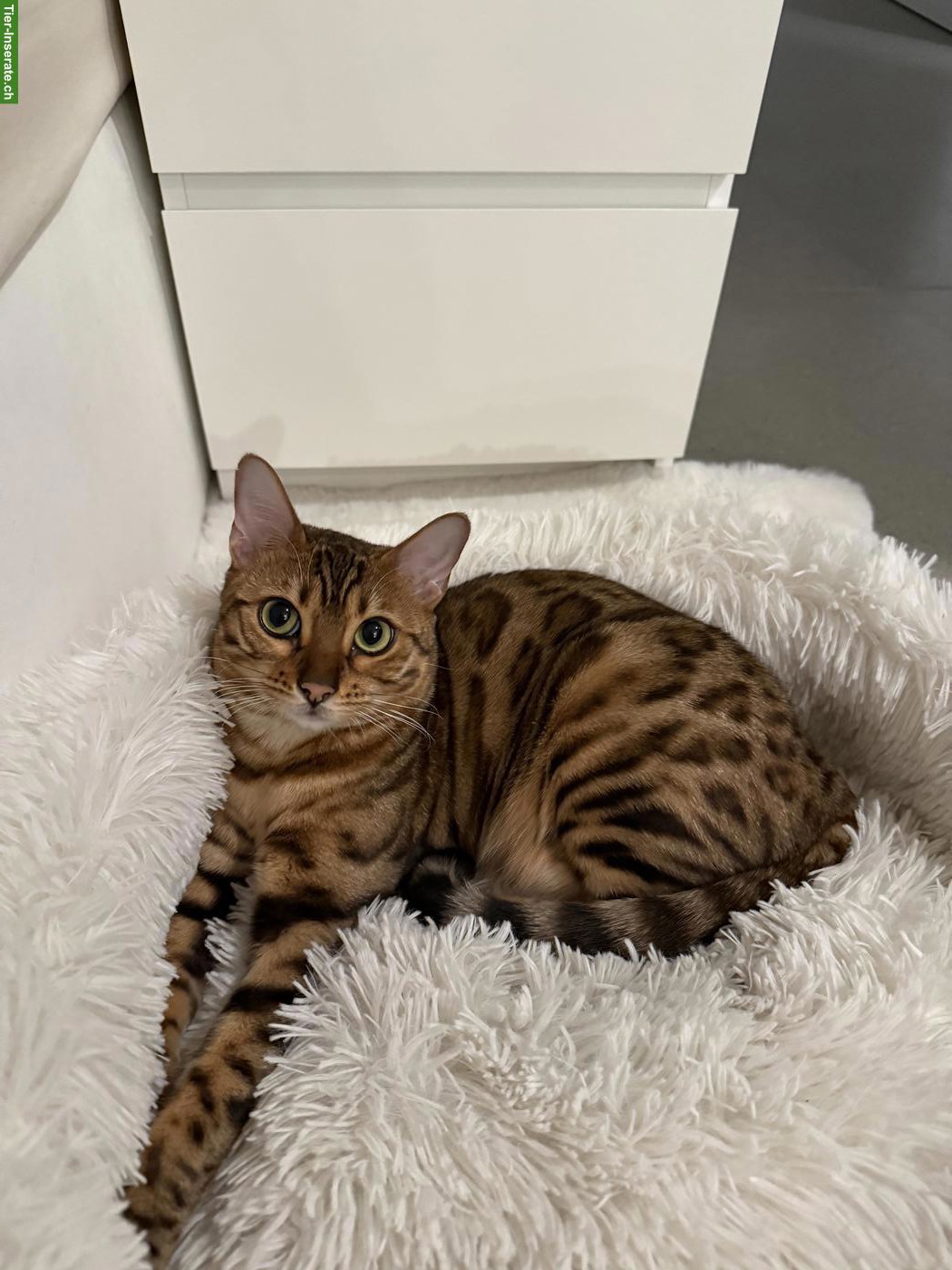 Bild 2: 2 reinrassige Bengal Katzen suchen gemeinsam neues Zuhause