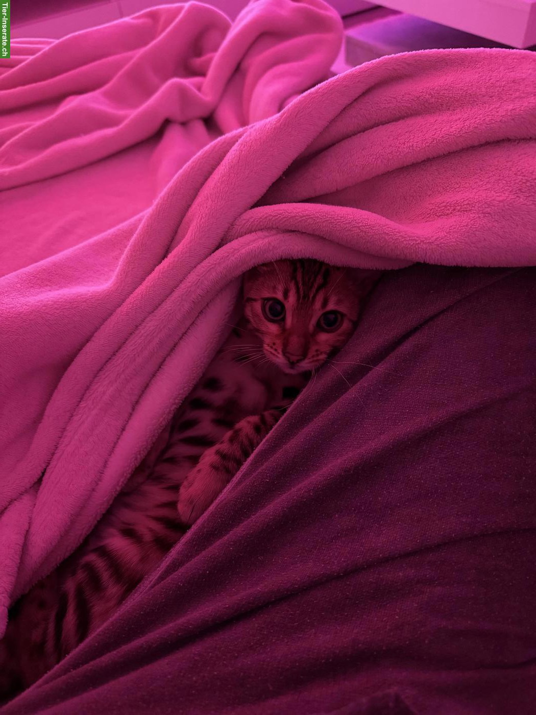 Bild 3: 2 reinrassige Bengal Katzen suchen gemeinsam neues Zuhause