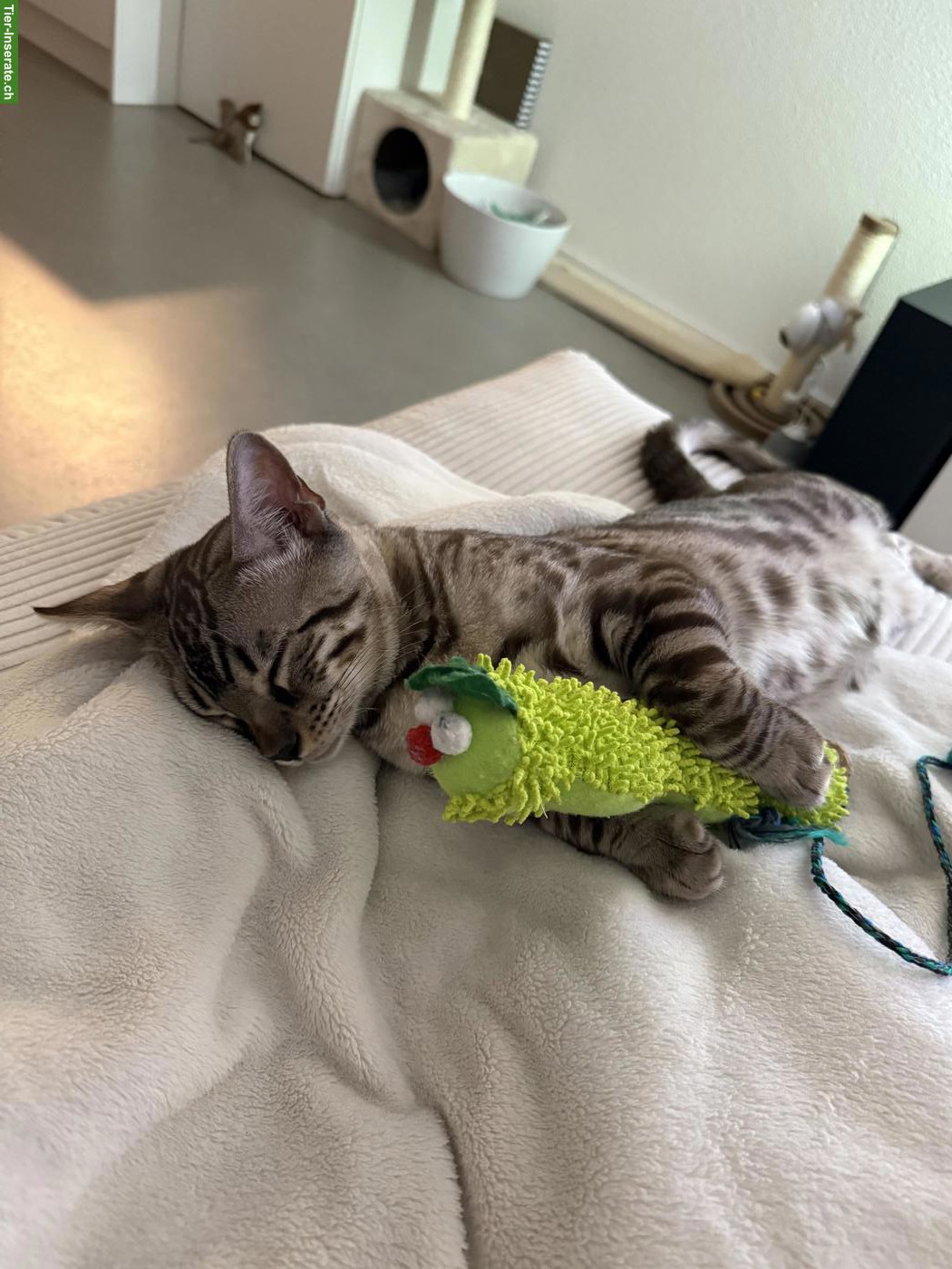 Bild 4: 2 reinrassige Bengal Katzen suchen gemeinsam neues Zuhause