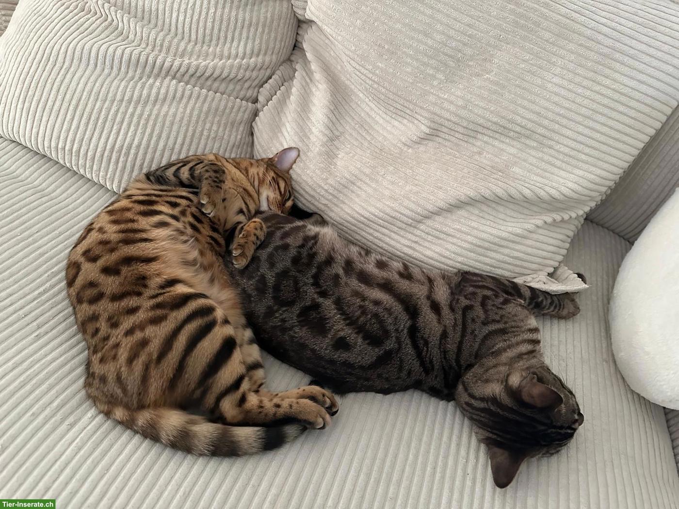 Bild 5: 2 reinrassige Bengal Katzen suchen gemeinsam neues Zuhause