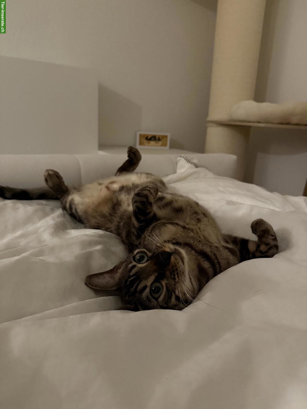 Bild 6: 2 reinrassige Bengal Katzen suchen gemeinsam neues Zuhause