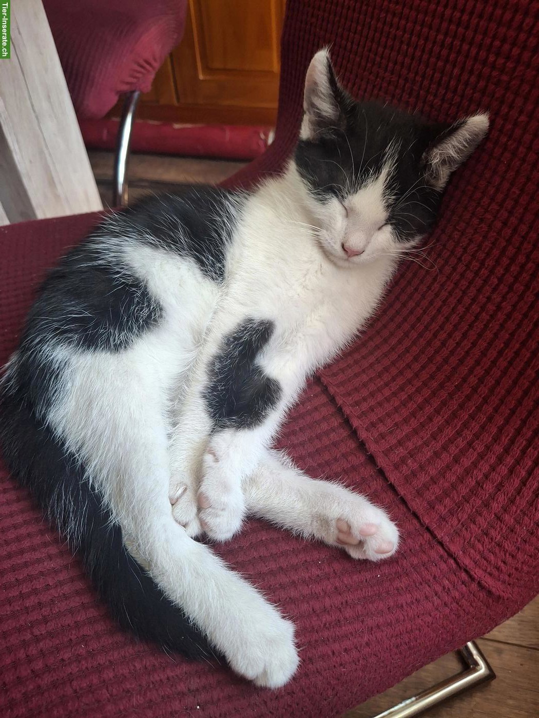 Kitten / Kater sucht seinen Lebensplatz