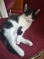 Kitten / Kater sucht seinen Lebensplatz