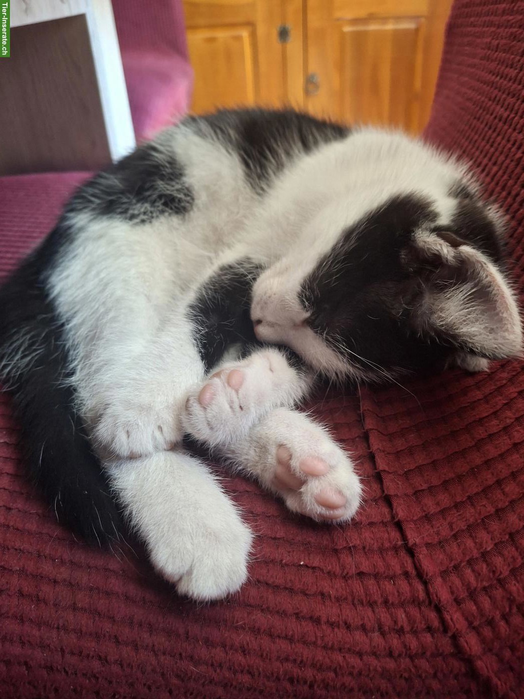 Bild 3: Kitten / Kater sucht seinen Lebensplatz