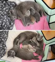 Wunderschöne Perser x BKH Mix Kitten suchen liebevolles Zuhause