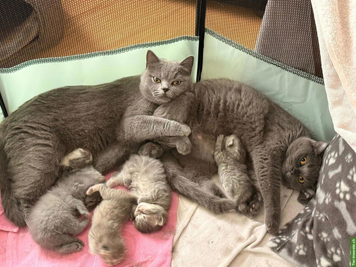 Bild 2: Wunderschöne Perser x BKH Mix Kitten suchen liebevolles Zuhause