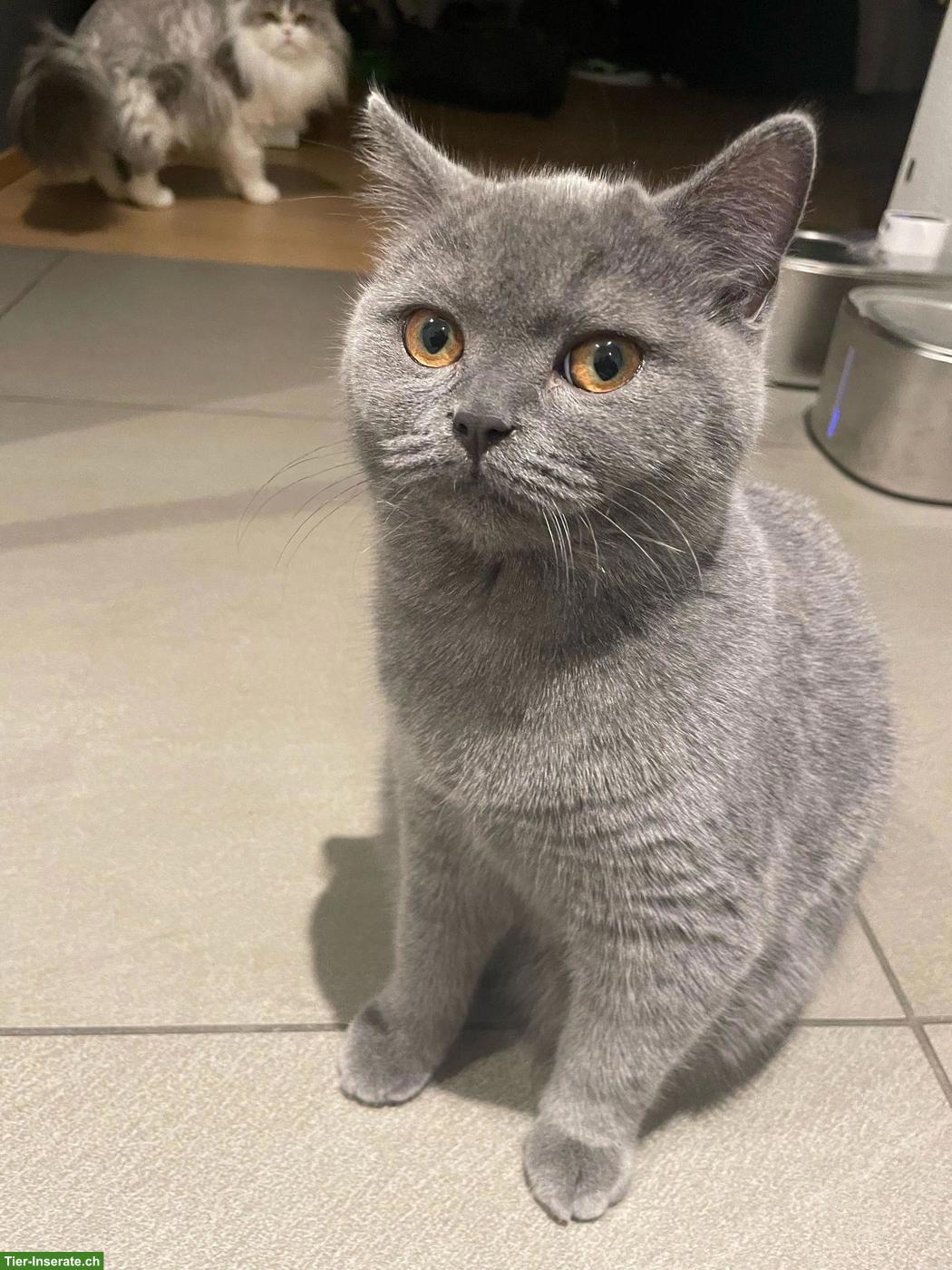 Bild 4: Wunderschöne Perser x BKH Mix Kitten suchen liebevolles Zuhause