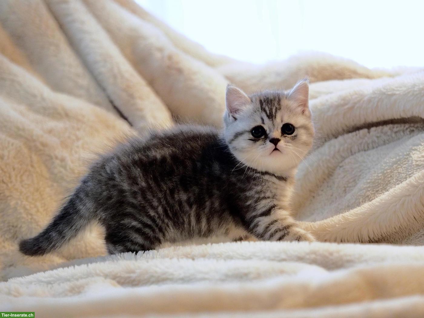 Bild 5: Perser x BKH Mix Kitten suchen liebes Zuhause