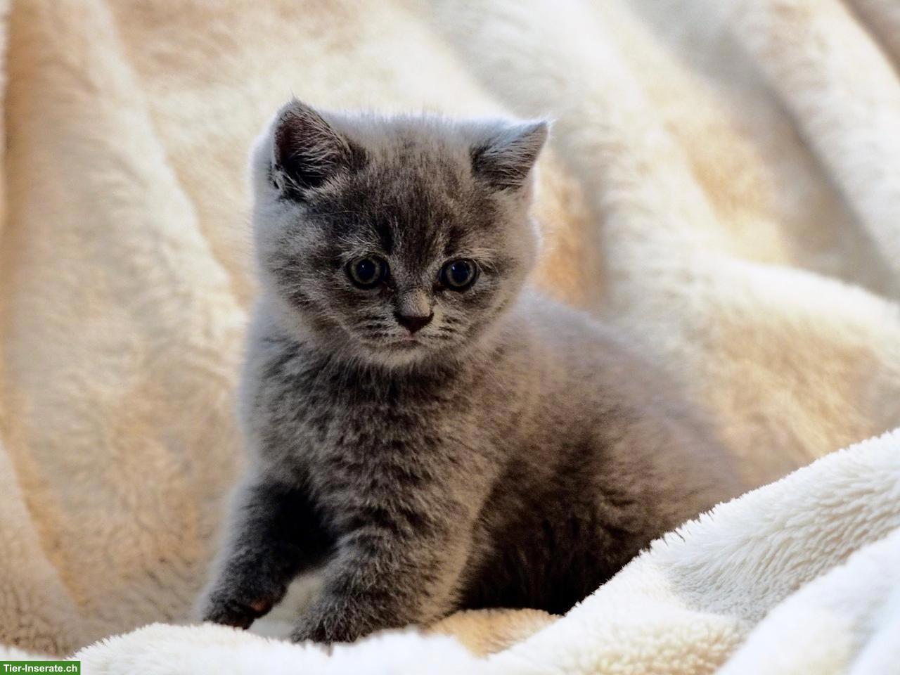 Bild 6: Perser x BKH Mix Kitten suchen liebes Zuhause
