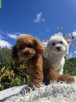 Maltipoo Welpen F1 Toy Pudel x Malteser