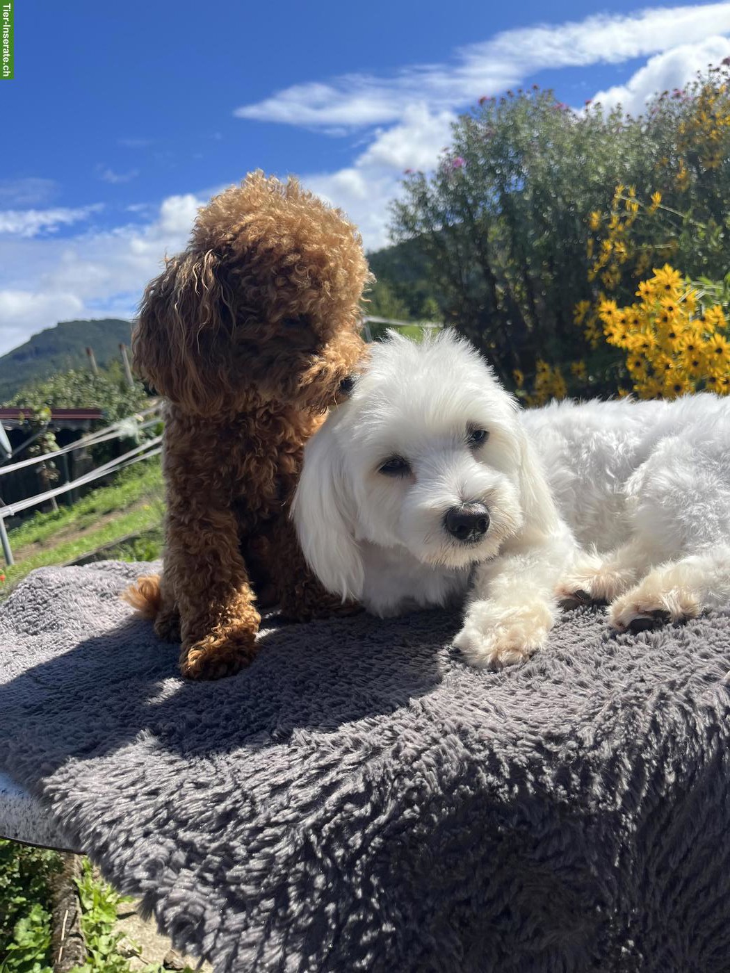 Bild 2: Maltipoo Welpen F1 Toy Pudel x Malteser
