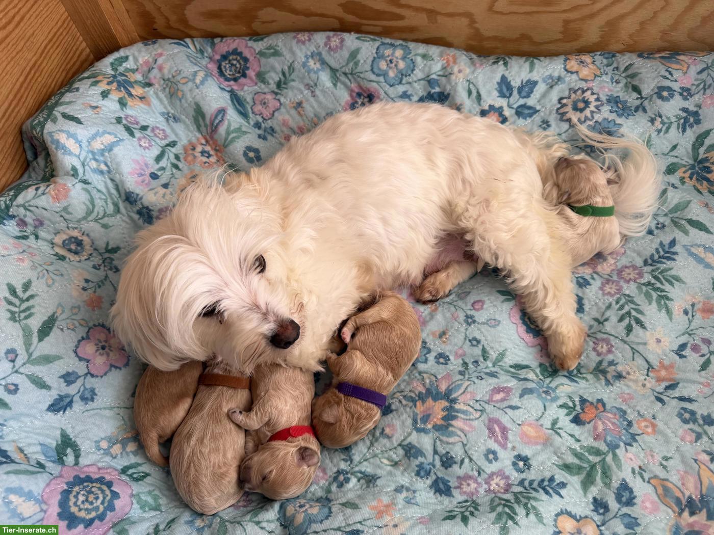 Bild 3: Maltipoo Welpen F1 Toy Pudel x Malteser