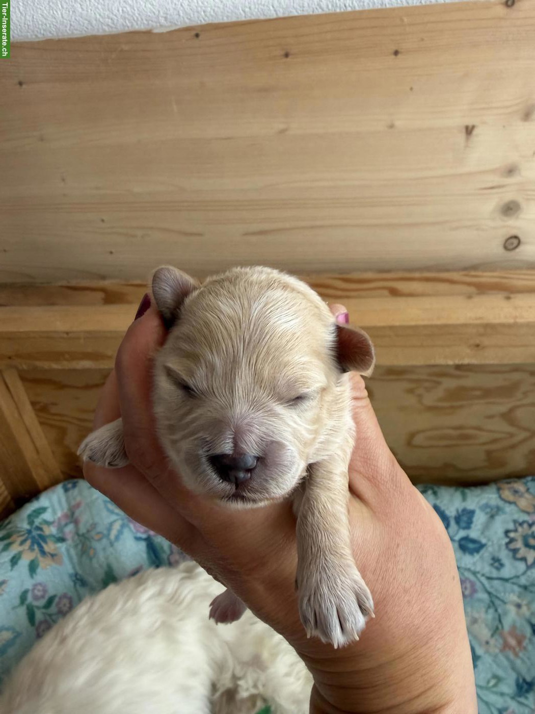 Bild 6: Maltipoo Welpen F1 Toy Pudel x Malteser