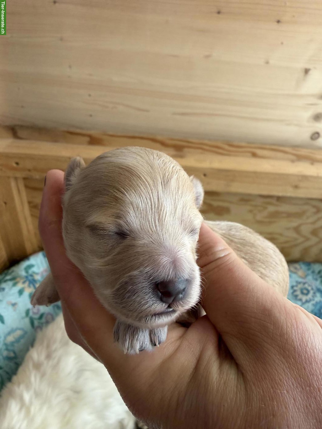 Bild 8: Maltipoo Welpen F1 Toy Pudel x Malteser