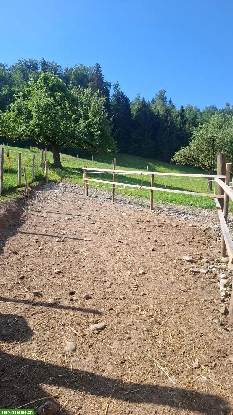 Pensionsplätze für 2 Pferde in Oberdiessbach BE