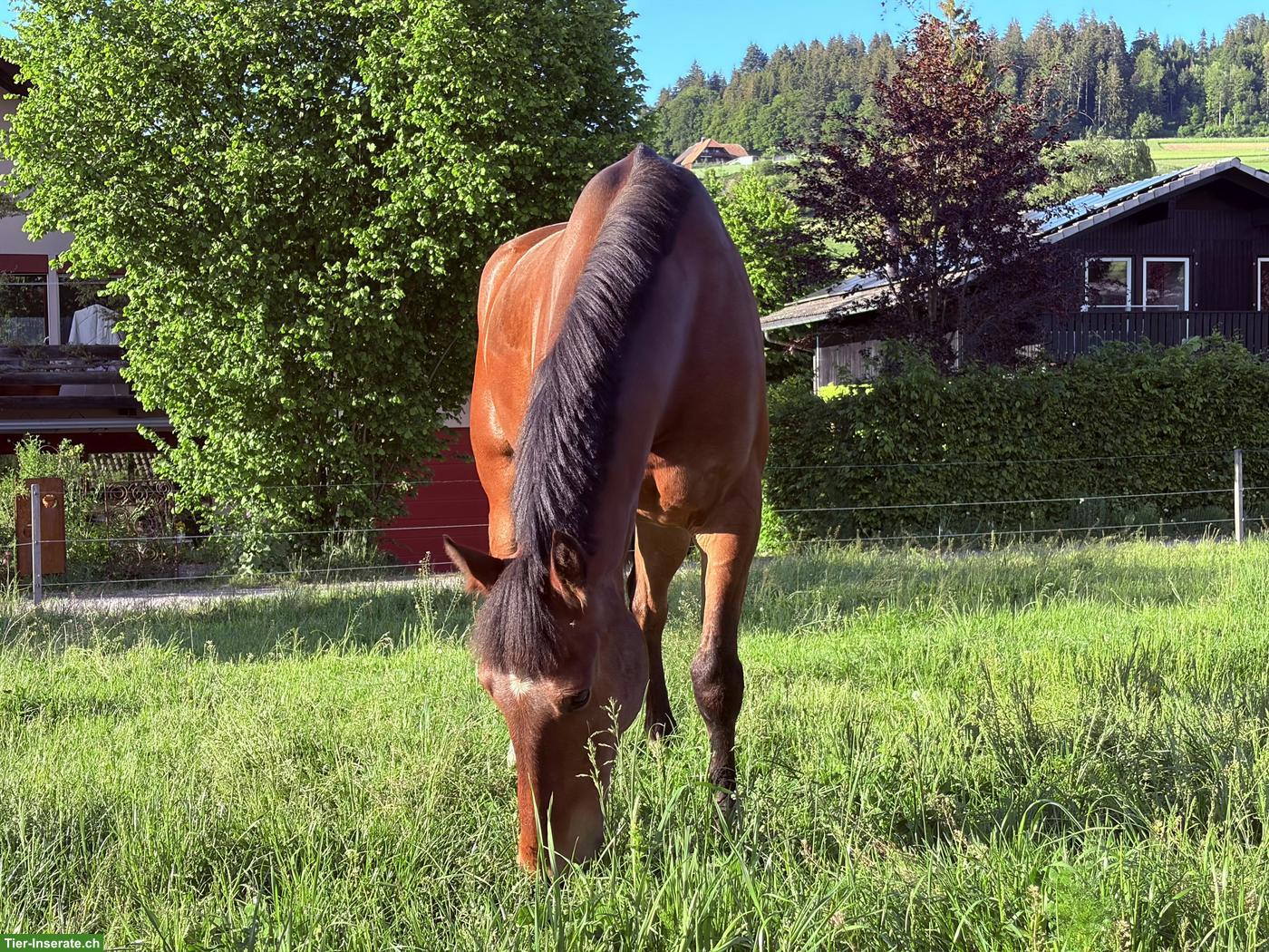 Reitbeteiligung für junges Pferd in Konolfingen BE