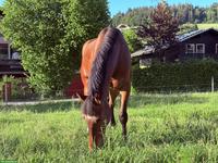 Reitbeteiligung für junges Pferd in Konolfingen BE