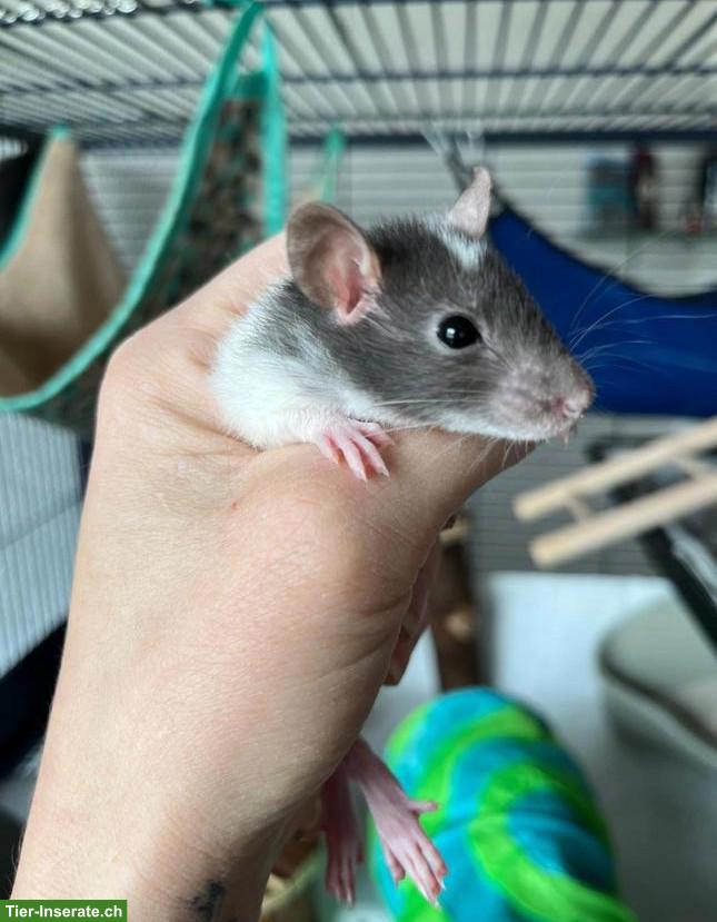 Bild 2: Rattenbabys zu verkaufen, schwarz-weiss & grau
