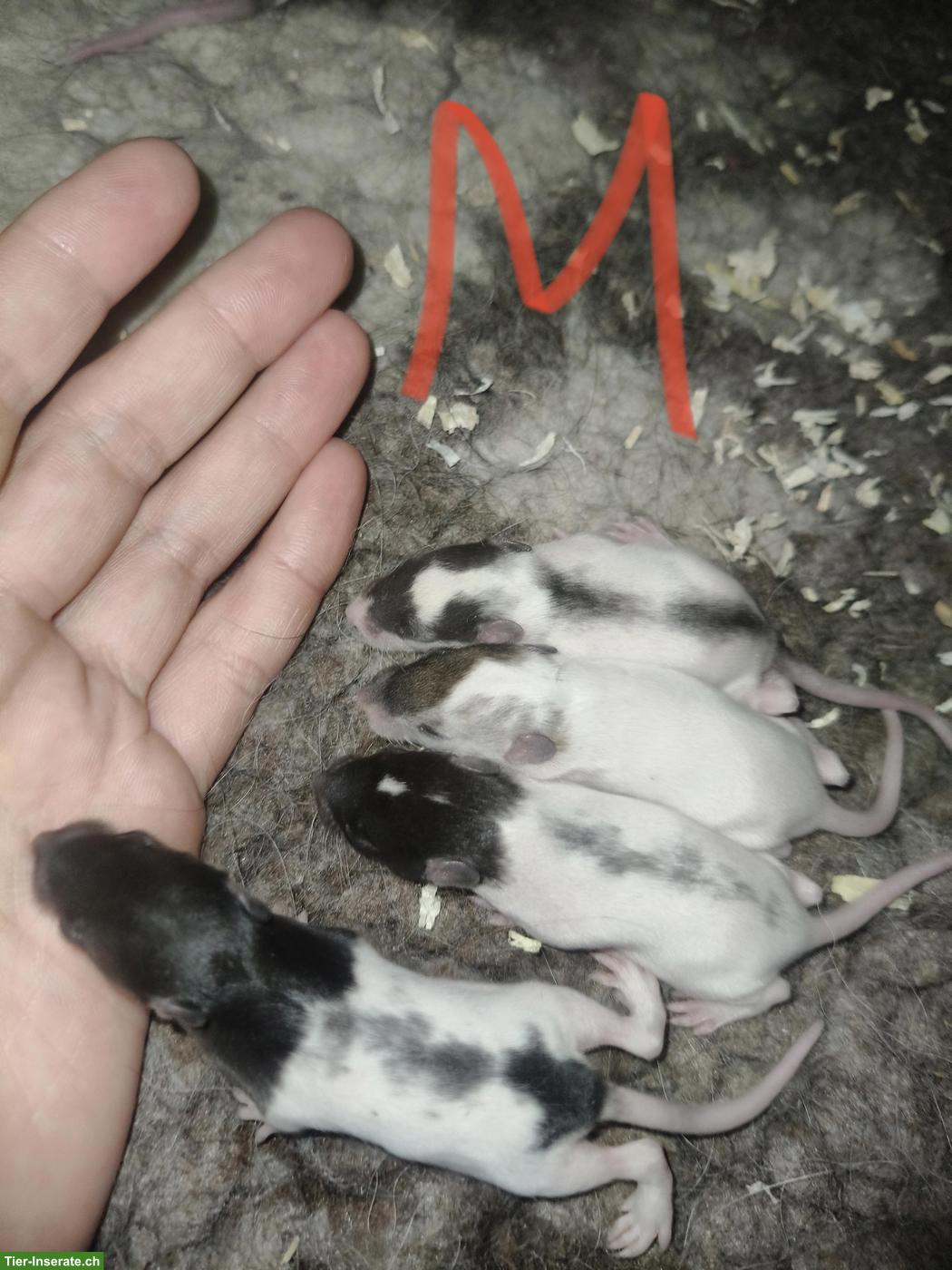 Rattenbabys, männlich und weiblich, handzahm