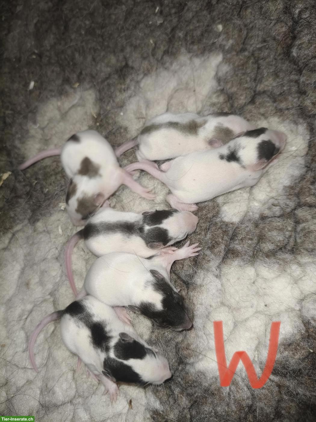 Bild 2: Rattenbabys, männlich und weiblich, handzahm