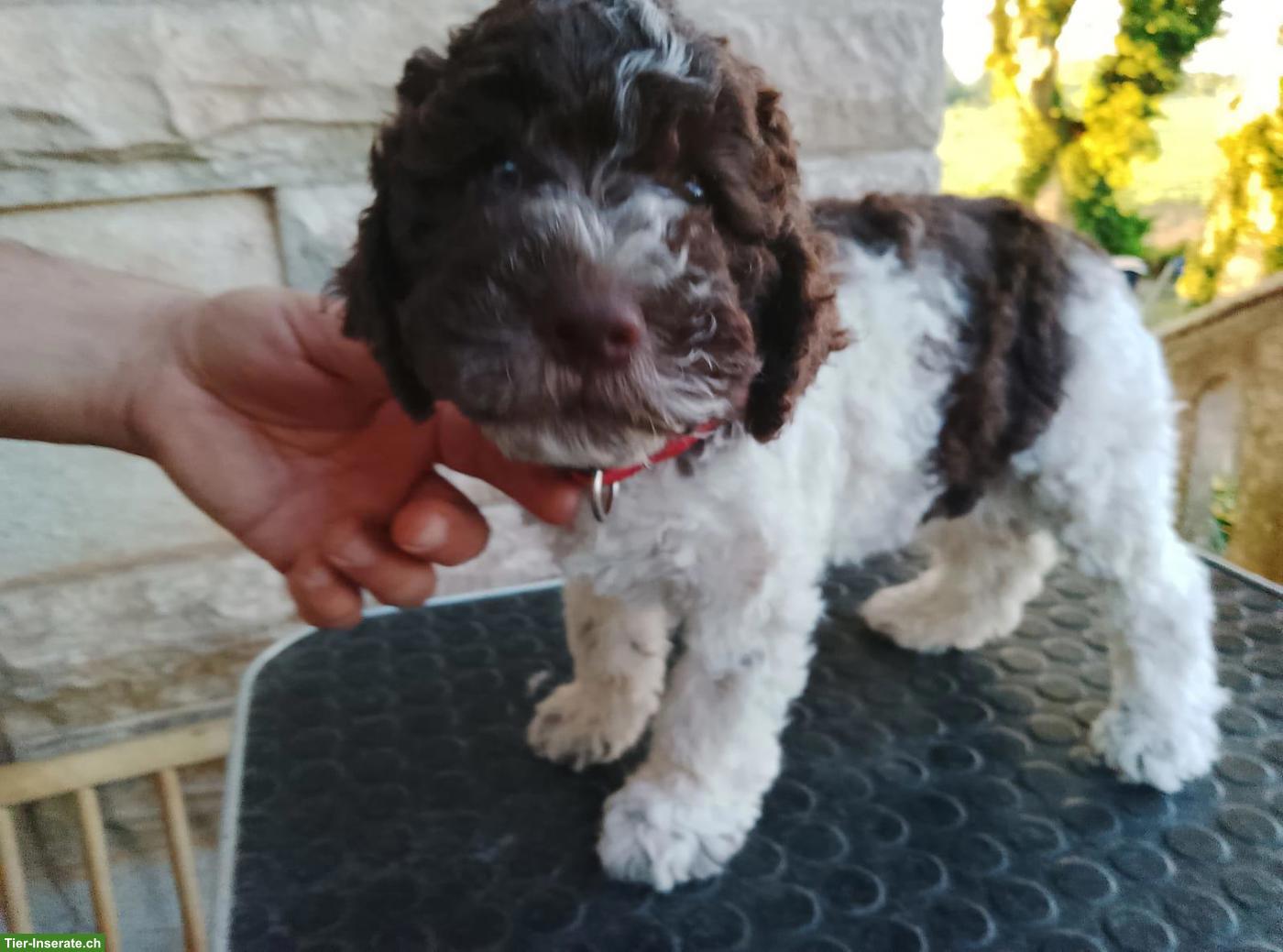 Lagotto Romagnolo Welpe Hündin