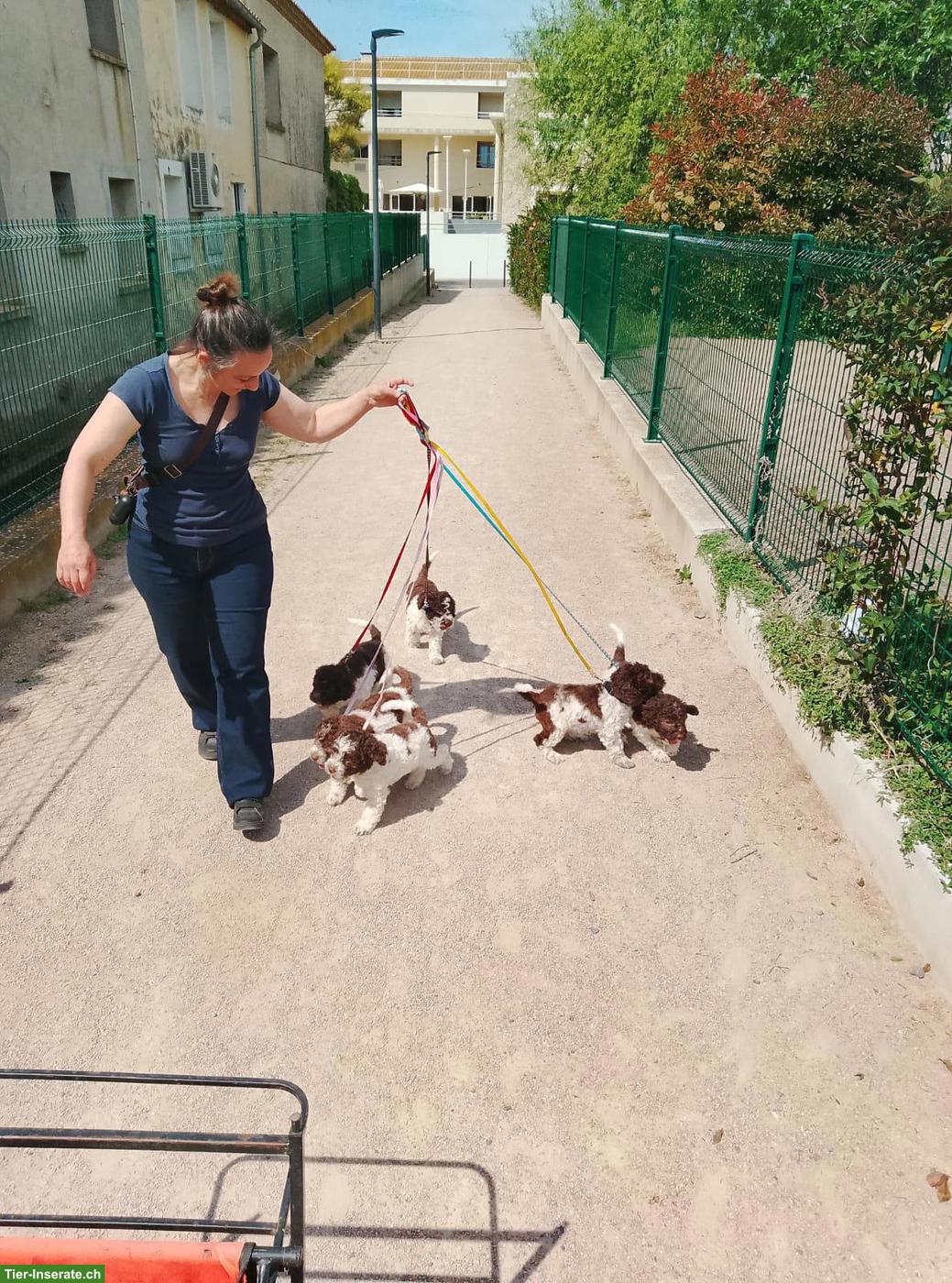 Bild 2: Lagotto Romagnolo Welpe Hündin