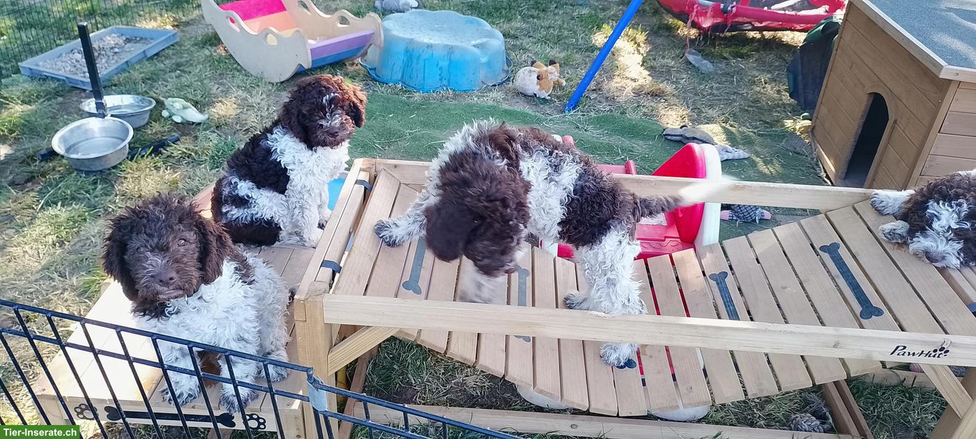 Bild 3: Lagotto Romagnolo Welpe Hündin