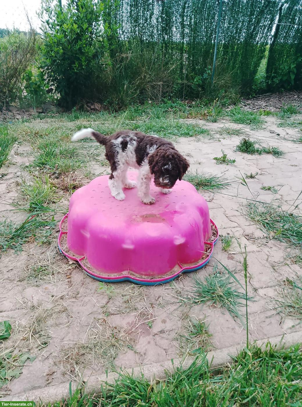 Bild 4: Lagotto Romagnolo Welpe Hündin