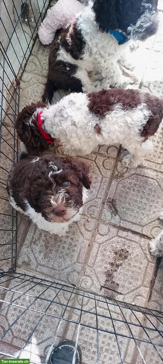 Bild 5: Lagotto Romagnolo Welpe Hündin