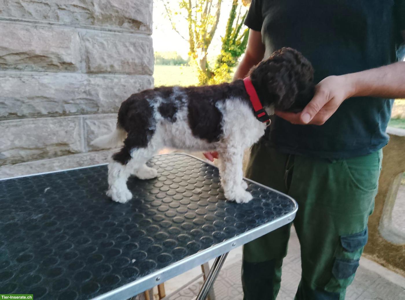 Bild 6: Lagotto Romagnolo Welpe Hündin