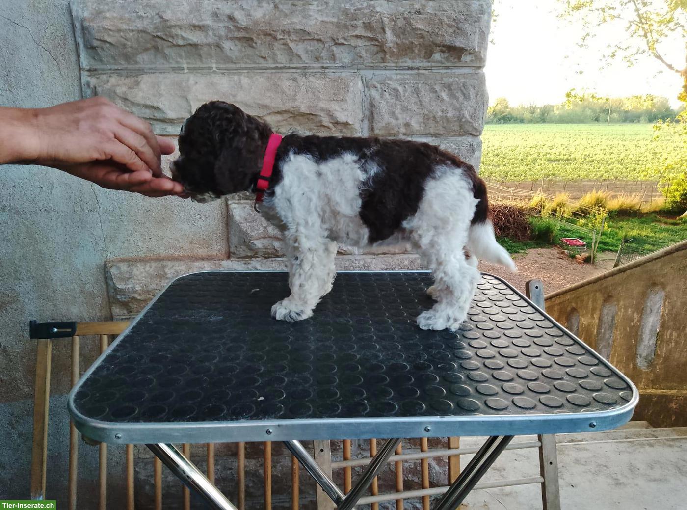Bild 7: Lagotto Romagnolo Welpe Hündin