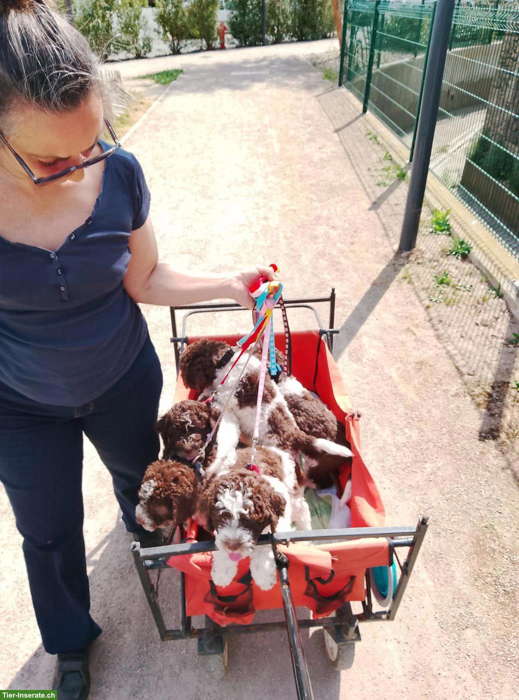 Bild 8: Lagotto Romagnolo Welpe Hündin