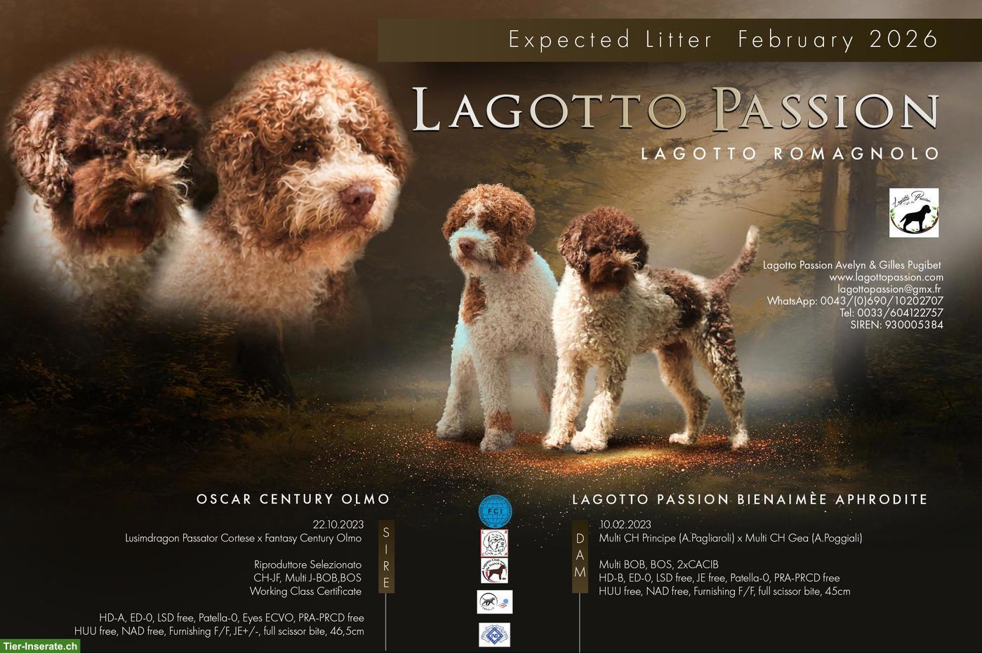 Bild 9: Lagotto Romagnolo Welpe Hündin
