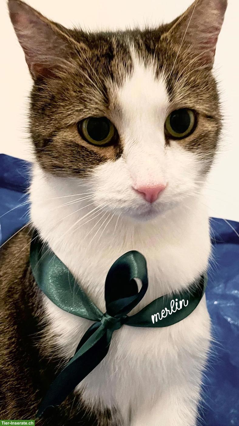 Suchen soziale katzenfreundliche Katze 🐱